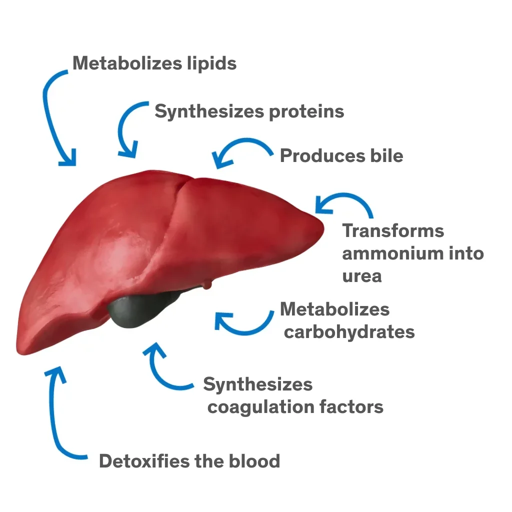 Liver Transplant