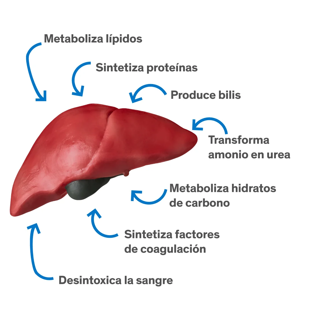 esquema de funciones del higado