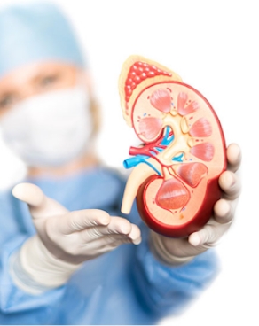 Médica mostrando un corte de riñón