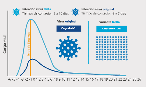 Infección virus delta Tiempo de contagio: -2 a 10 días Infección virus original Tiempo de contagio: -2 a 7 días Carga viral -6 -5 -4 -3 -2 -1 0 1 2 3 4 5 6 7 8 9 10 11 12 13 14 15 16 17 18 19 20 21 22 23 24 25 26 Virus original Carga viral x1 Variante Delta Carga viral x1.200