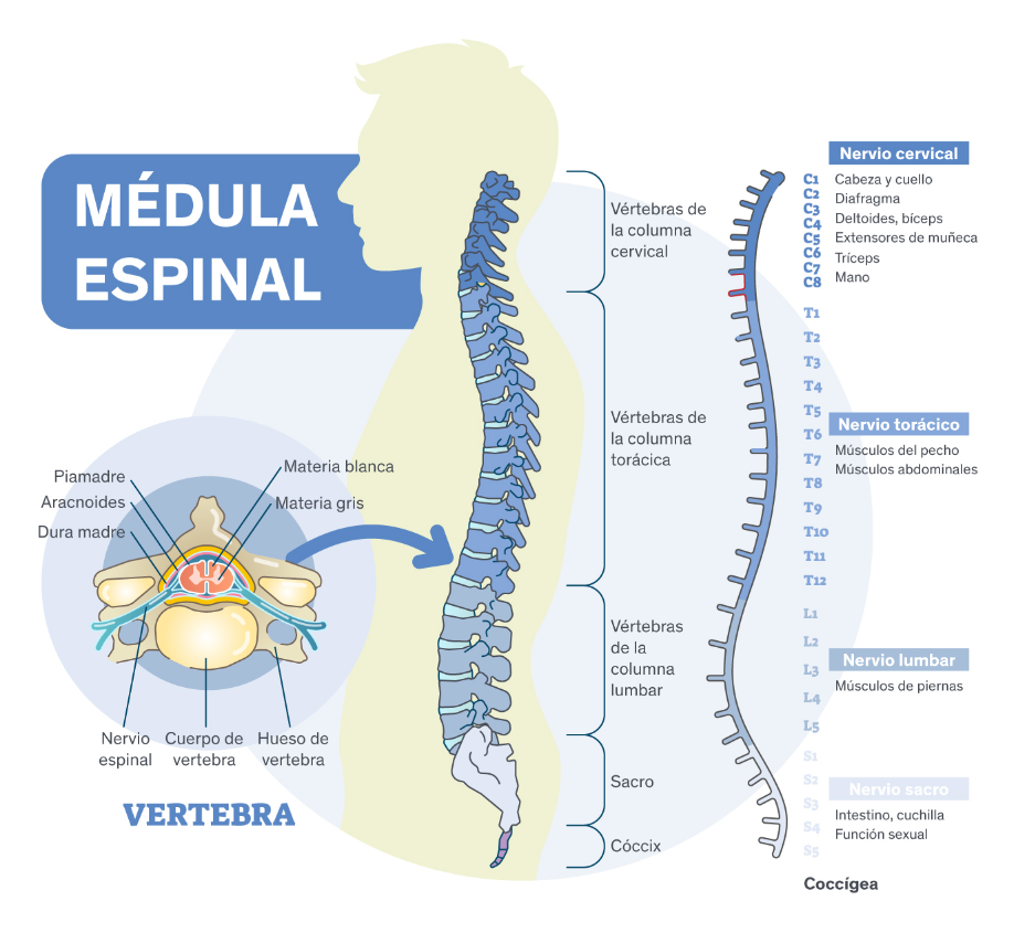 Columna vertebral 