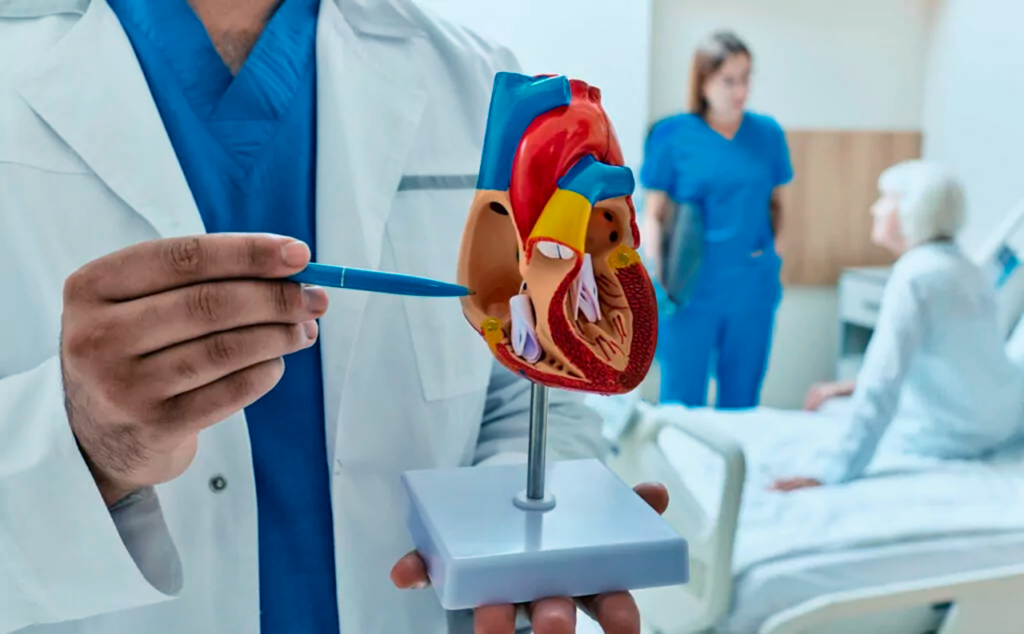 Médico sosteniendo un modelo del corazón, para ejemplificar qué es una cardiopatía isquémica, frente a una paciente.