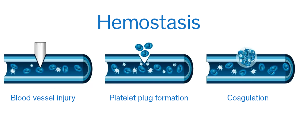 What Is Hemostasis?