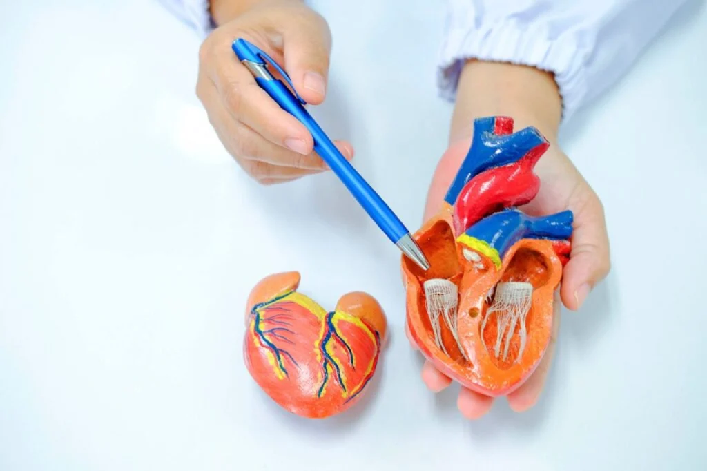 Médico explicando el cor pulmonale, mientras señala con una pluma el ventrículo derecho de un modelo de corazón.