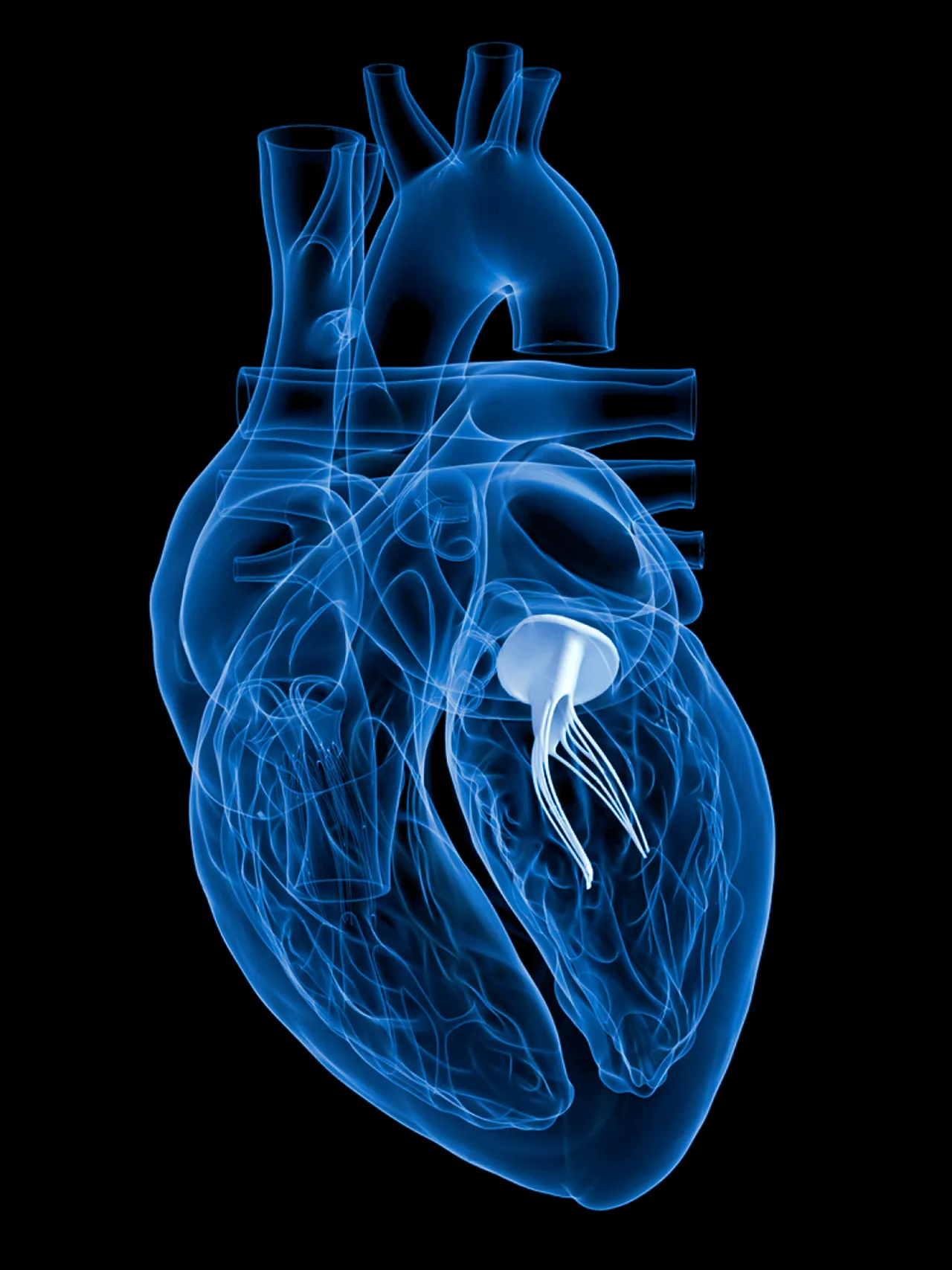 Ilustración en 3D de la válvula mitral en el corazón. Ilustración en 3D de la válvula mitral en el corazón.