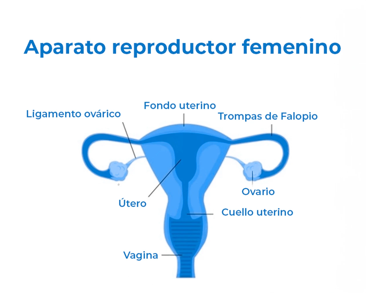 Dibujo que representa las diferentes partes del aparato reproductor femenino interno. Dibujo que representa las diferentes partes del aparato reproductor femenino interno.