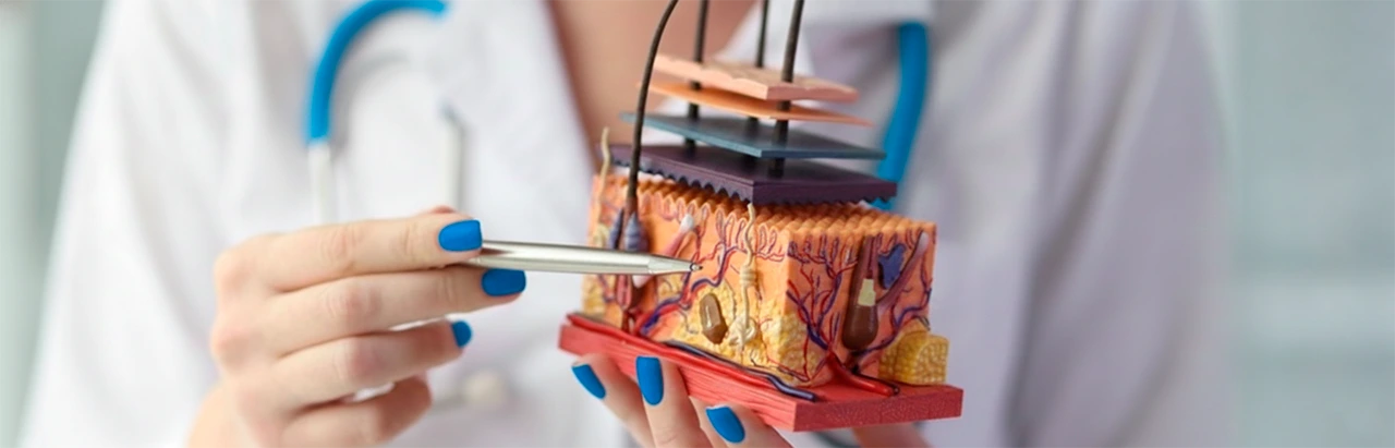 Médico sostiene en su mano un modelo de artificial de piel humana para hablar de las diferentes capas de la piel. Médico sostiene en su mano un modelo de artificial de piel humana para hablar de las diferentes capas de la piel.