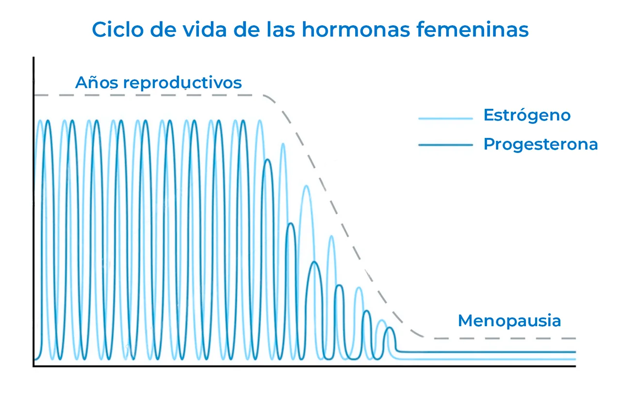 Ilustración que aborda cómo la menopausia se ve afectada por las diferencias del estrógeno y la progesterona. Ilustración que aborda cómo la menopausia se ve afectada por las diferencias del estrógeno y la progesterona.