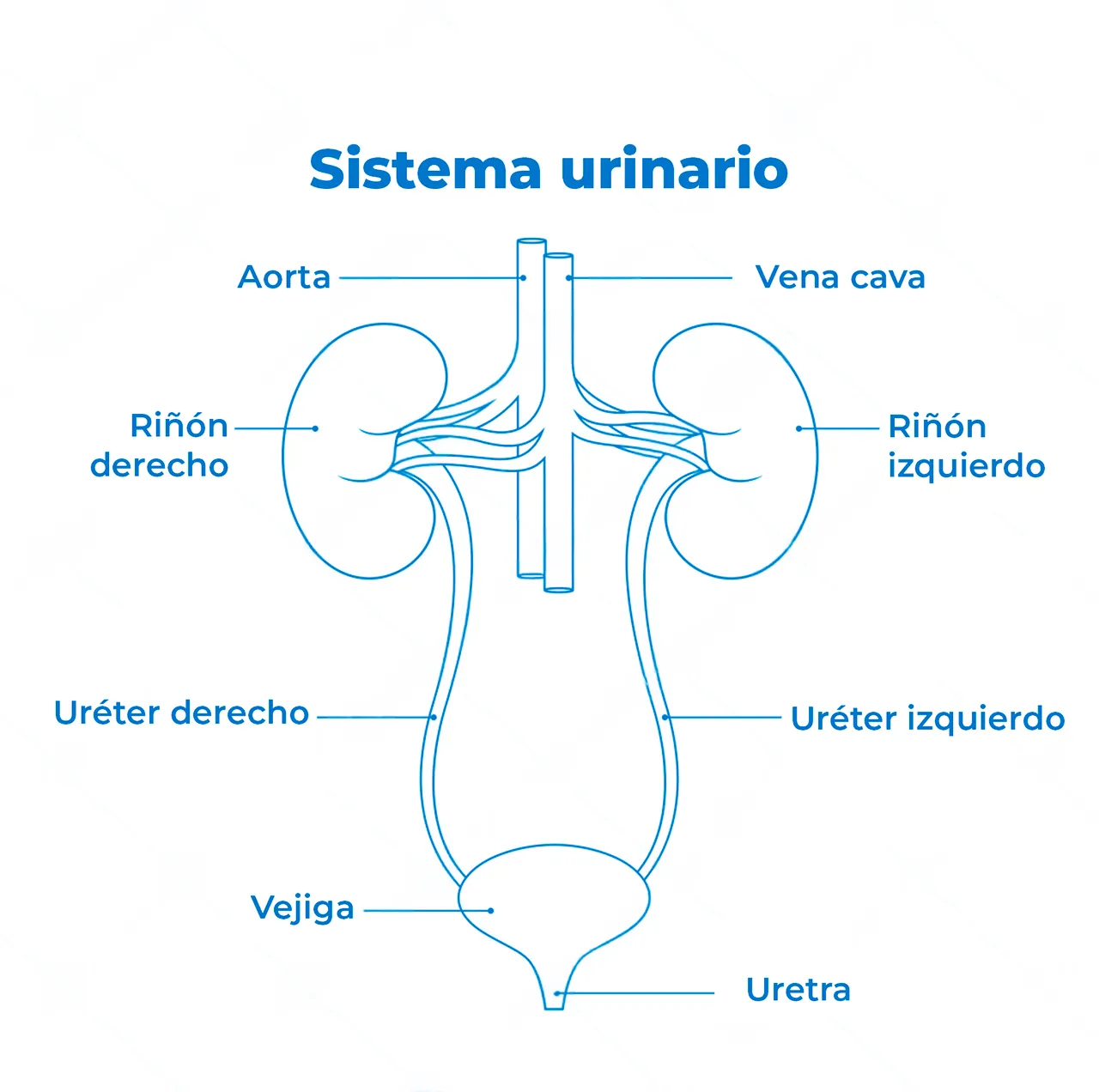 Ilustración del sistema urinario, zona del cuerpo en la cual el urólogo realiza su trabajo. Ilustración del sistema urinario, zona del cuerpo en la cual el urólogo realiza su trabajo.