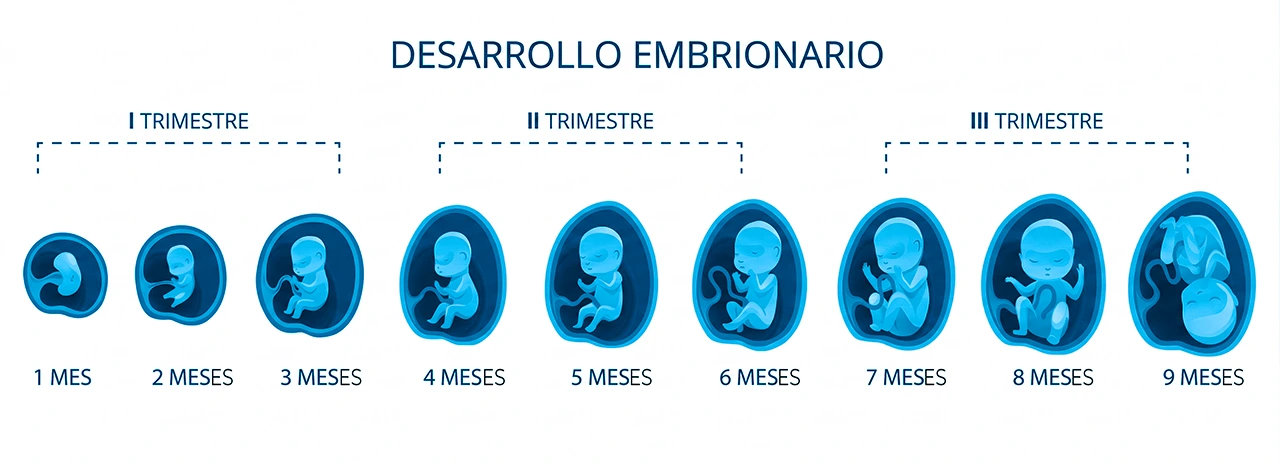 Ilustración que ejemplifica en el embarazo cómo es el desarrollo del embrión a lo largo de los 9 meses. Ilustración que ejemplifica en el embarazo cómo es el desarrollo del embrión a lo largo de los 9 meses.