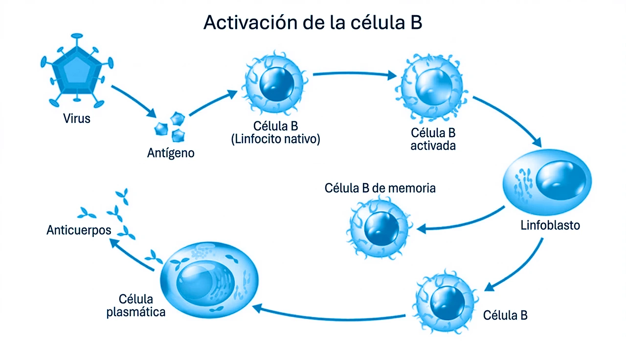 Ilustración que representa qué es el sistema inmunitario y cómo reaccionan las células b ante la presencia de agentes infecciosos. Ilustración que representa qué es el sistema inmunitario y cómo reaccionan las células b ante la presencia de agentes infecciosos.