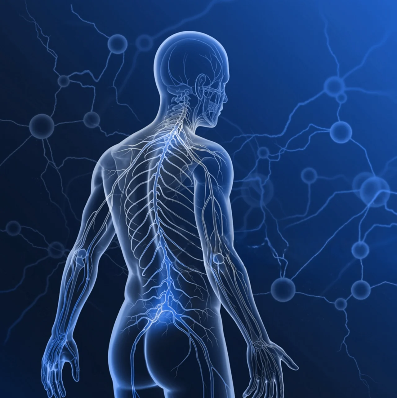 Ilustración del sistema nervioso para representar las diferentes áreas en donde una neuropatía puede afectar a las personas.