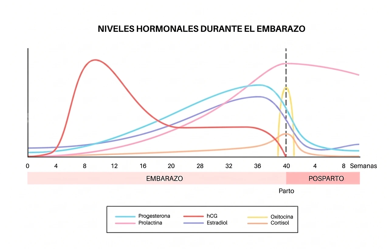 Gráfica que ejemplifica los cambios hormonales desde el embarazo hasta el periodo posparto.