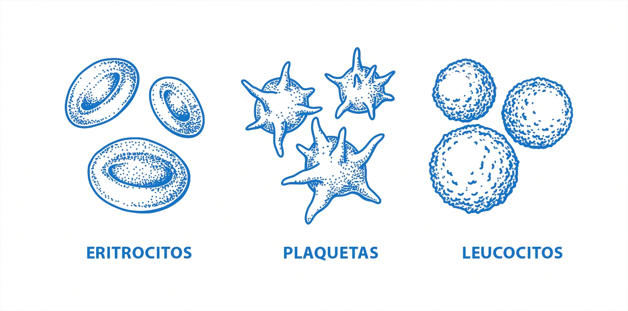 Ilustración de células sanguíneas en un fondo blanco, donde se ven eritrocitos, plaquetas y leucocitos.