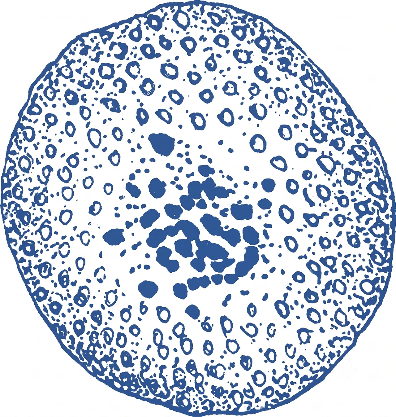 Ilustración del parásito Cyclospora, para representar cómo es físicamente. Ilustración del parásito Cyclospora, para representar cómo es físicamente.