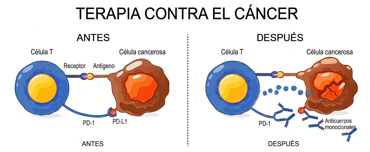 Ilustración que presenta en la terapia dirigida, cómo funcional los anticuerpos monoclonales para combatir el cáncer. Ilustración que presenta en la terapia dirigida, cómo funcional los anticuerpos monoclonales para combatir el cáncer.