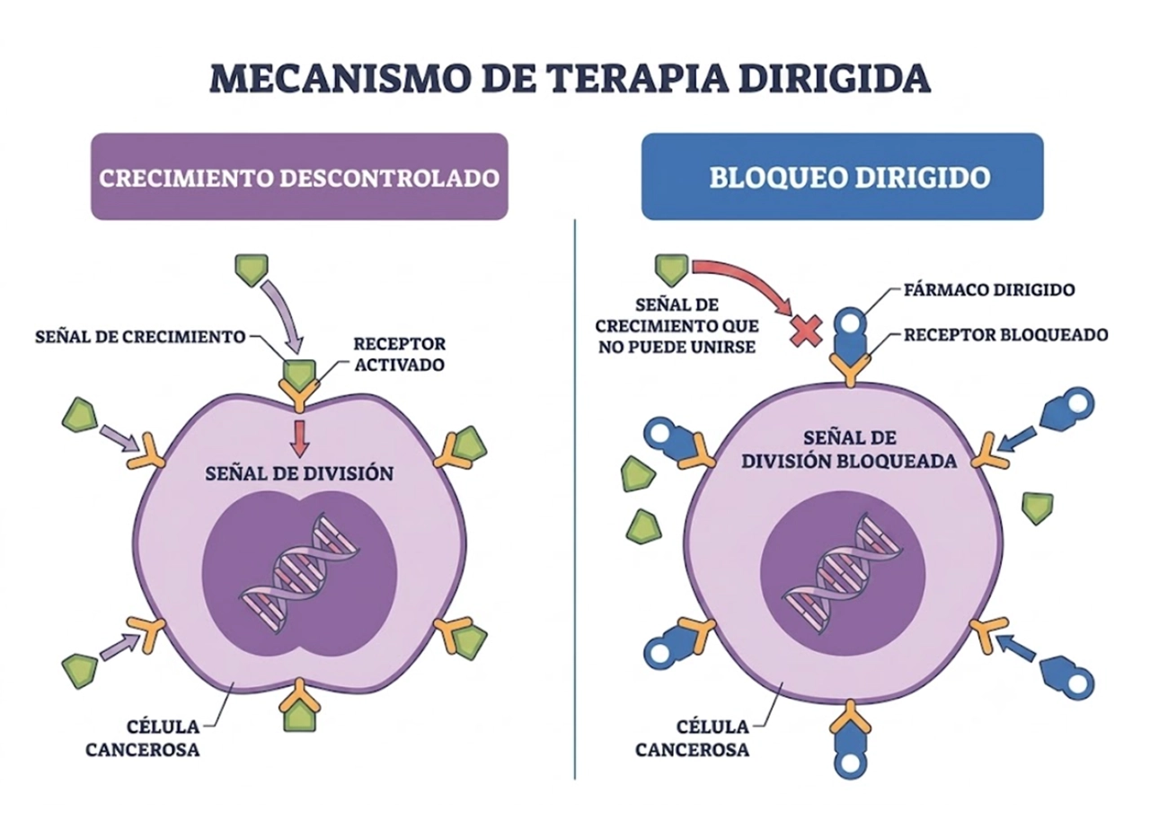 Ilustración de cómo funciona la terapia dirigida en el tratamiento del cáncer para bloquear el crecimiento celular. Ilustración de cómo funciona la terapia dirigida en el tratamiento del cáncer para bloquear el crecimiento celular.