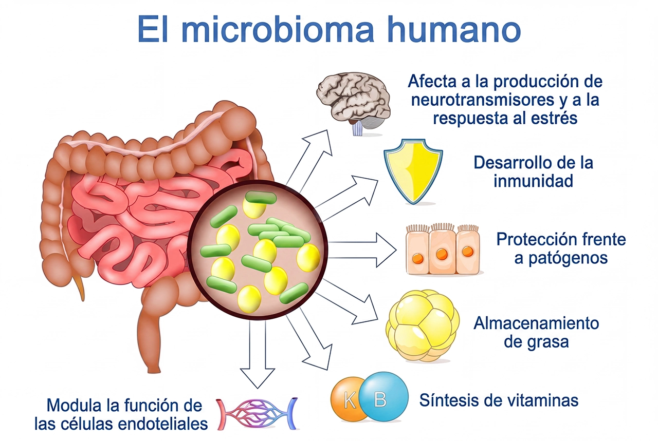 Ilustración que ejemplifica el papel de la microbiota intestinal en el cuerpo humano.