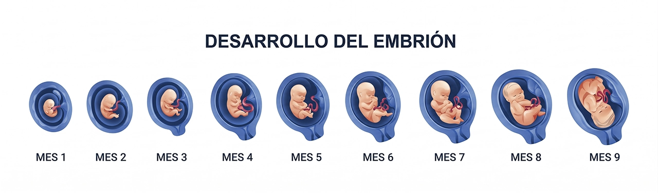 Ilustración que representa cómo el feto, a lo largo de las etapas del embarazo, se va desarrollando mes a mes.