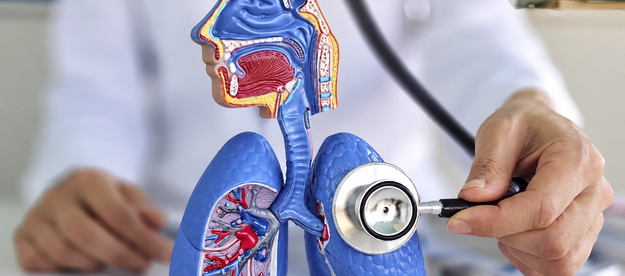 Maqueta anatómica del sistema respiratorio relacionada con las enfermedades infecciosas más comunes y su diagnóstico clínico.