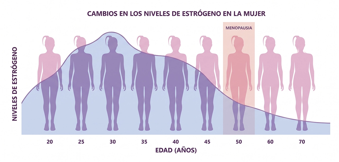 Ilustración que representa los niveles de estrógeno en la mujer en función a los años de vida, para ejemplificar la premenopausia y lo que sigue.
